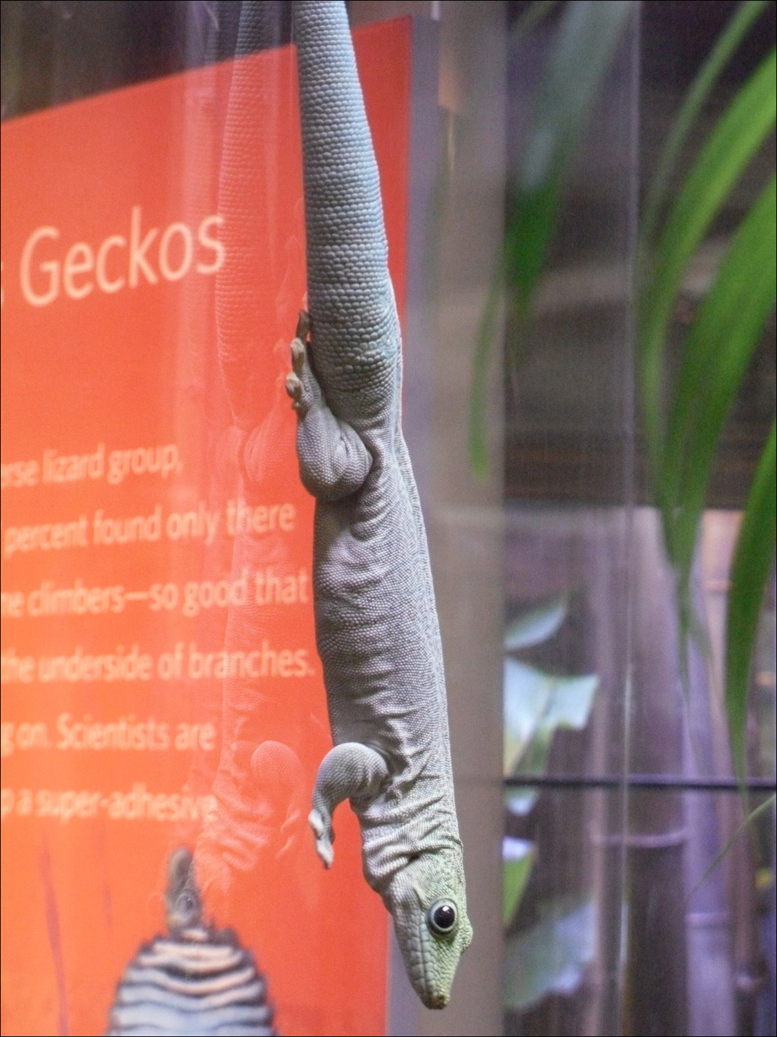 gecko on window